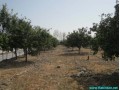 فروش باغ و زمین های کشاورزی جهت سرمایه گذاری با سند مالکیت  - مالکیت فکری در تهران
