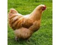 فروش مرغ بومی گلپایگانی - تخم نطفه دار بومی