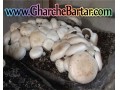 فروش کمپوست انواع قارچ خوراکی خاک پوششی - بذر پوششی شبدر