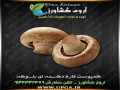 فروش بذر قارچ درجه 1 با قیمت تولیدی09144432479 - قیمت بذر چمن زمین فوتبال