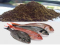 پودر ماهی - اکسید منیزیم - ذرت اکراین - سبوس برنج - کیف اکراین