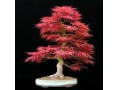 شرکت دیتن تدبیر فروش انواع درخت بن بالا و فروش گل و گیاه  - عکس از پلان درخت