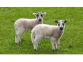 گوسفند زنده - گوسفند ها