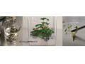 عرضه محیط کشتهای آماده گیاهی موراشی اسکوگ MS، B5 و WPM از مرک آلمان