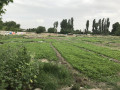 باغچه لم آباد - باغچه ای شیک