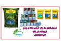 فروش انواع بذر چمن امریکایی هلندی - تی تاک - بذر چمن هلندی