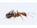 سم کشنده مورچه سای نوف ای سی - روش دفع مورچه