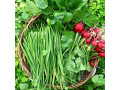 قیمت و خرید بذر سبزی | فروش بهترین بذر سبزیجات