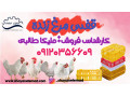 قفس حمل طیور فروش سبد حمل مرغ زنده با قیمت ویژه