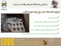 فروش تخم نطفه دار سالم مرغ - نطفه دار مرغ محلی