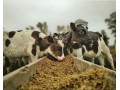 دوره آموزشی پرواربندی گوساله - شیر گوساله