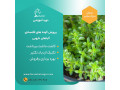 دوره آموزشی پرورش گیاهان دارویی - گیاهان دیوار سبز