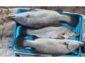 دوره آموزشی تولید تجاری ماهی سی‌باس دریایی