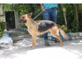 فروش انواع سگهای نگهبان - سگهای اصیل ترکیه