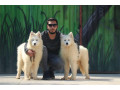 Icon for  فروش سگ سامویید ، قیمت توله ساموید 