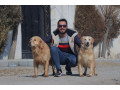 Icon for خرید و فروش سگ گلدن رتریور در کرج و تهران