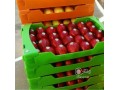فروش کارتن بسته بندی میوه و قارچ ، صادرات میوه ، کارتن پلاست