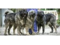 قفقازی سگ نگهبان  - عکس سگ قفقازی