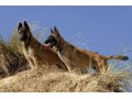 مالینویز، سگ ارتش آمریکا - مالینویز حرفه ای
