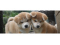 آکیتا محبوب ترین سگ ژاپن - محبوب شدن