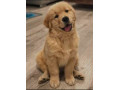 Icon for فروش سگ گلدن رتویر با اصالت و با کیفیت ضمانت