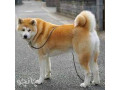 فروش سگ اکیتا ژاپنی و امریکن نر وماده / توله اکیتا