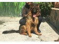 ژرمن سگ نگهبان باهوش - باهوش ترین سگ دنیا