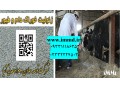 فروش زئولیت مکمل غذایی دام 
