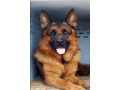 Icon for مرکز خریدوفروش سگهای گارد ،شکاری خرید فروش پرورش واردات سگ خالص