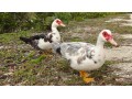 تخم نطفه دار انواع اردک - نطفه دار مرغ محلی