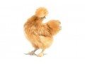 تخم نطفه دار ابریشمی رنگی - نطفه دار مرغ محلی