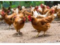 تخم نطفه دار مرغ نژاد محلی بومی - مرغ و خروس محلی