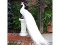 فروش تخم طاووس نژاد هلندی سفید__نطفه دار - برج طاووس