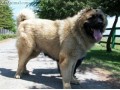 سگ قفقازی اصیل  - عکس سگ قفقازی
