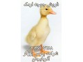 جوجه اردک، فروش جوجه اردک،جوجه یکروزه اردک - تخم نطفه دار اردک غاز