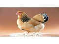 فروش مرغ بومی مرغ تخمگذار مرغ بومی تخمگذار - دان مرغ بومی