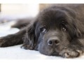 فروش عالی مولدهای سگ ماهی نیوفاندلند شناگر - مولدهای خورشیدی با خروجی 220 ولت