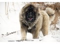 فروش مولدهای خرس _ سگ قفقازی شکارچی - عکس سگ قفقازی