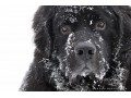 Icon for فروش انواع سگ های جانی نیوفانلند درنده و مهربان