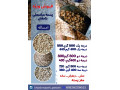 Icon for فروش پسته