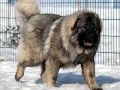 سگ غول پیکر قفقاز - پیکر تراشی سه بعدی