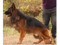 فروش انواع سگ های مولد ژرمن شپرد - مولد بخار