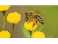 آموزش پرورش زنبور