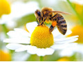 آموزش پرورش زنبور همراه با گواهی نامه