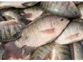آموزش پرورش ماهی کپور - کپور ماهیان