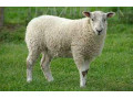 آموزش جیره نویسی دام سبک - جیره غذایی گوسفند