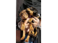 فروش توله دوبرمن اروپایی - توله سگ چشم آبی