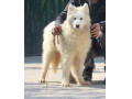 فروش سگ سامویید (سگ همیشه خندان)توله 2ماهه - پخش در سید خندان