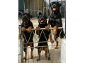 Icon for سگ روتوایلر_سگ نگهبان اصیل و آموزش دیده برای فروش