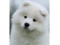 Icon for فروش سگ سامویید: زیبایی برف در دل خانه شما